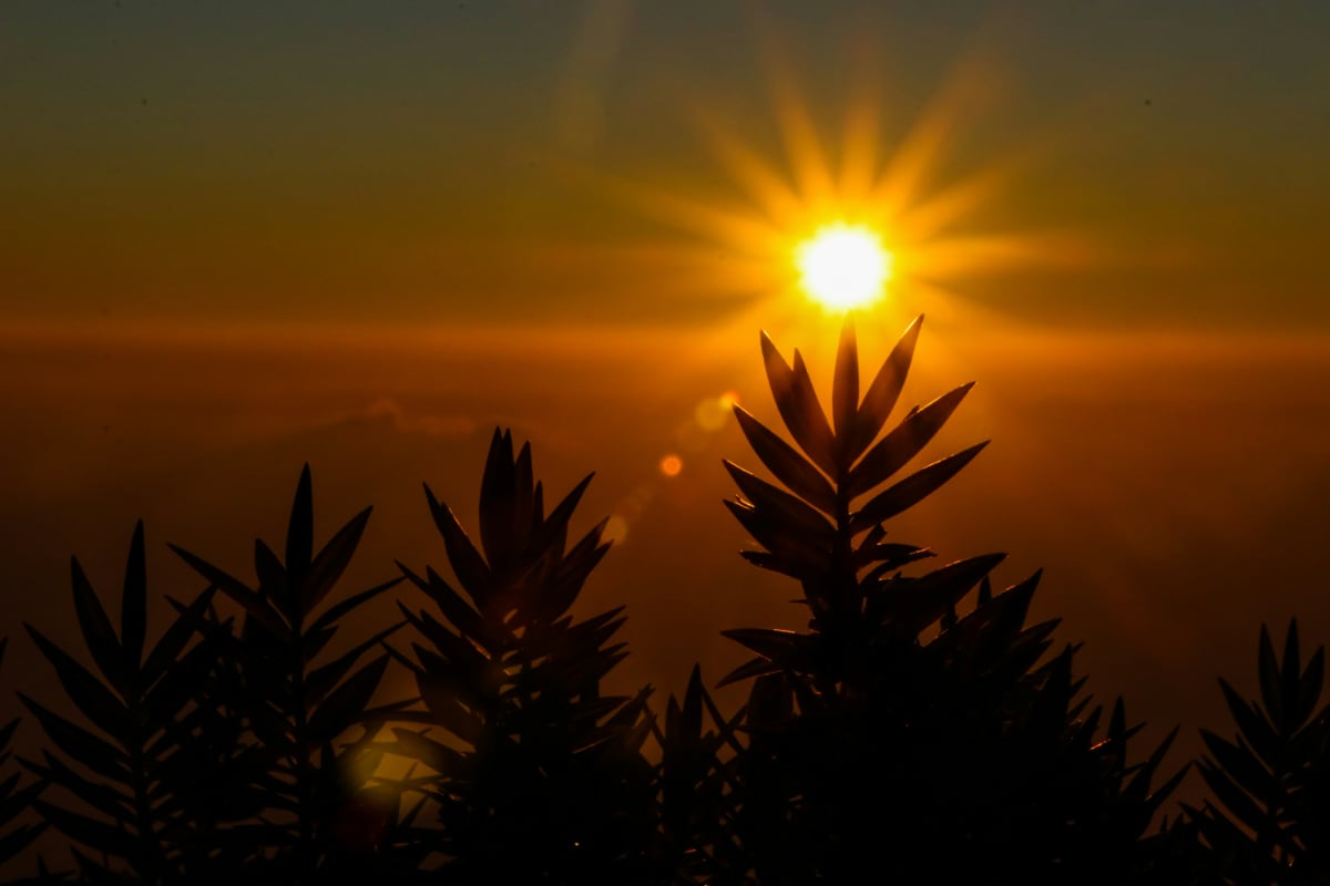 The sun backlighting a collection of plants